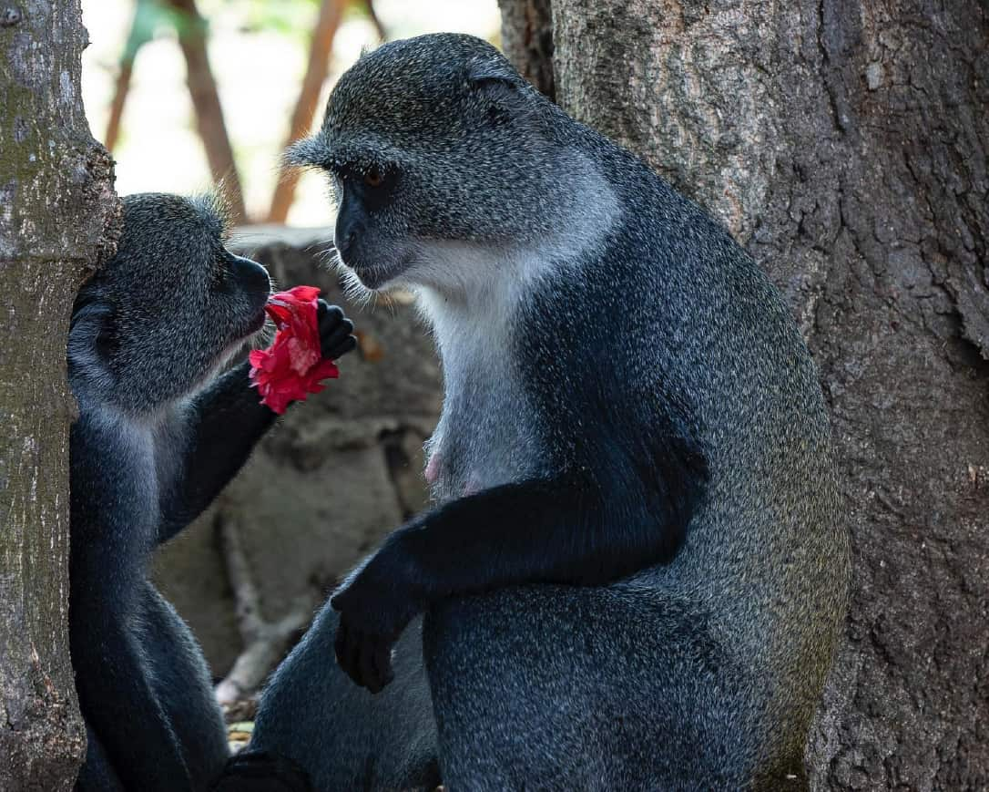 jozani forest monkey tour Zanzibar