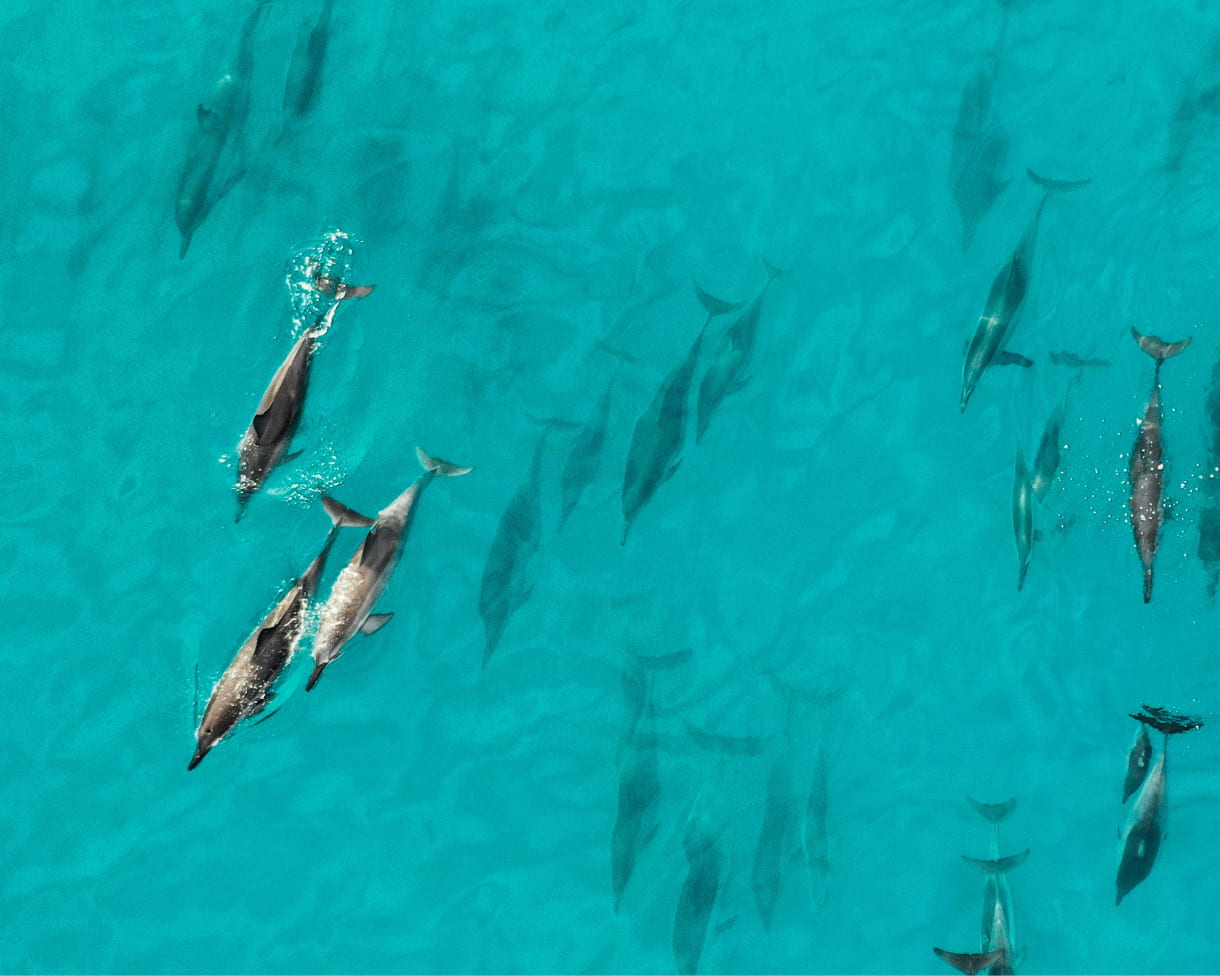 Kizimkazi dolphins tour zanzibar