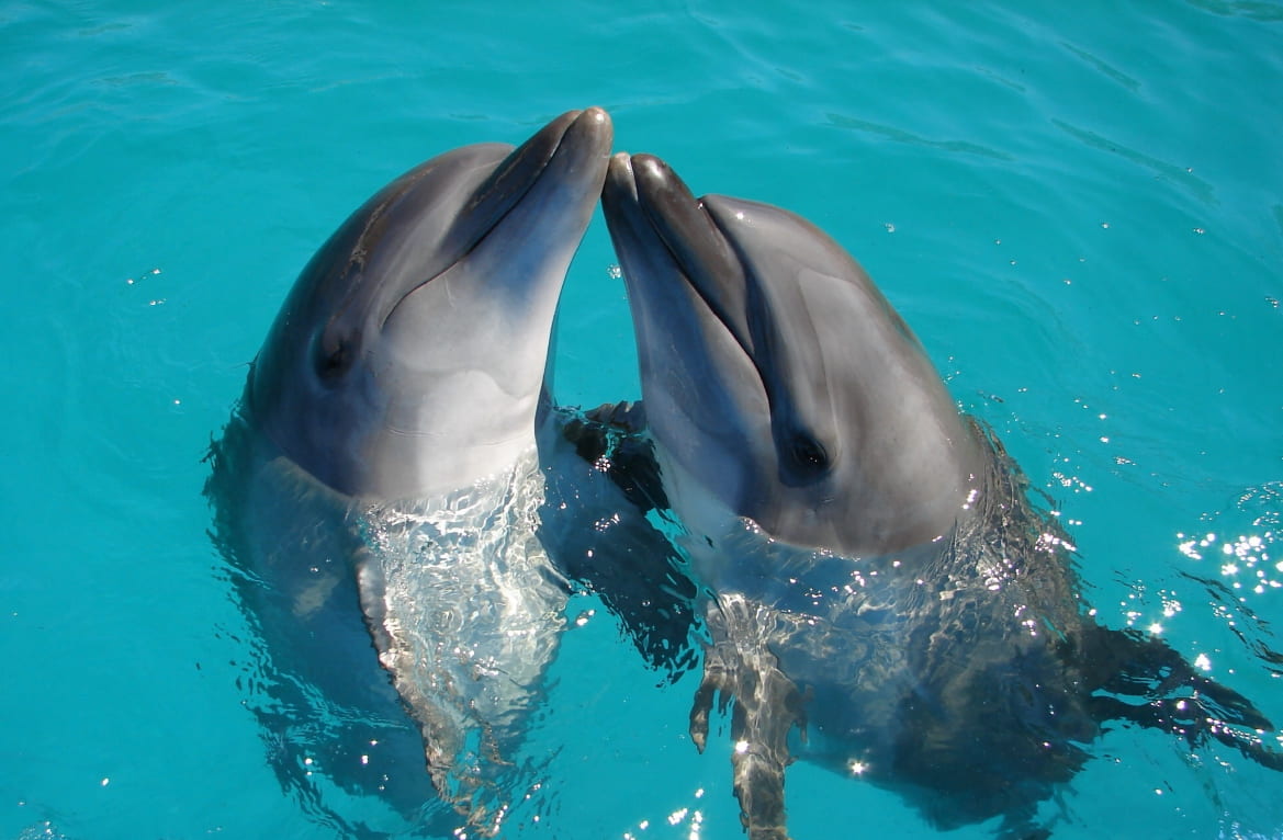 Kizimkazi snorkelig with dolphins tour zanzibar