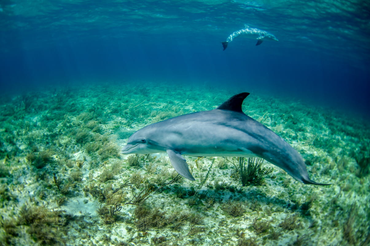 Kizimkazi dolphins boat tour zanzibar