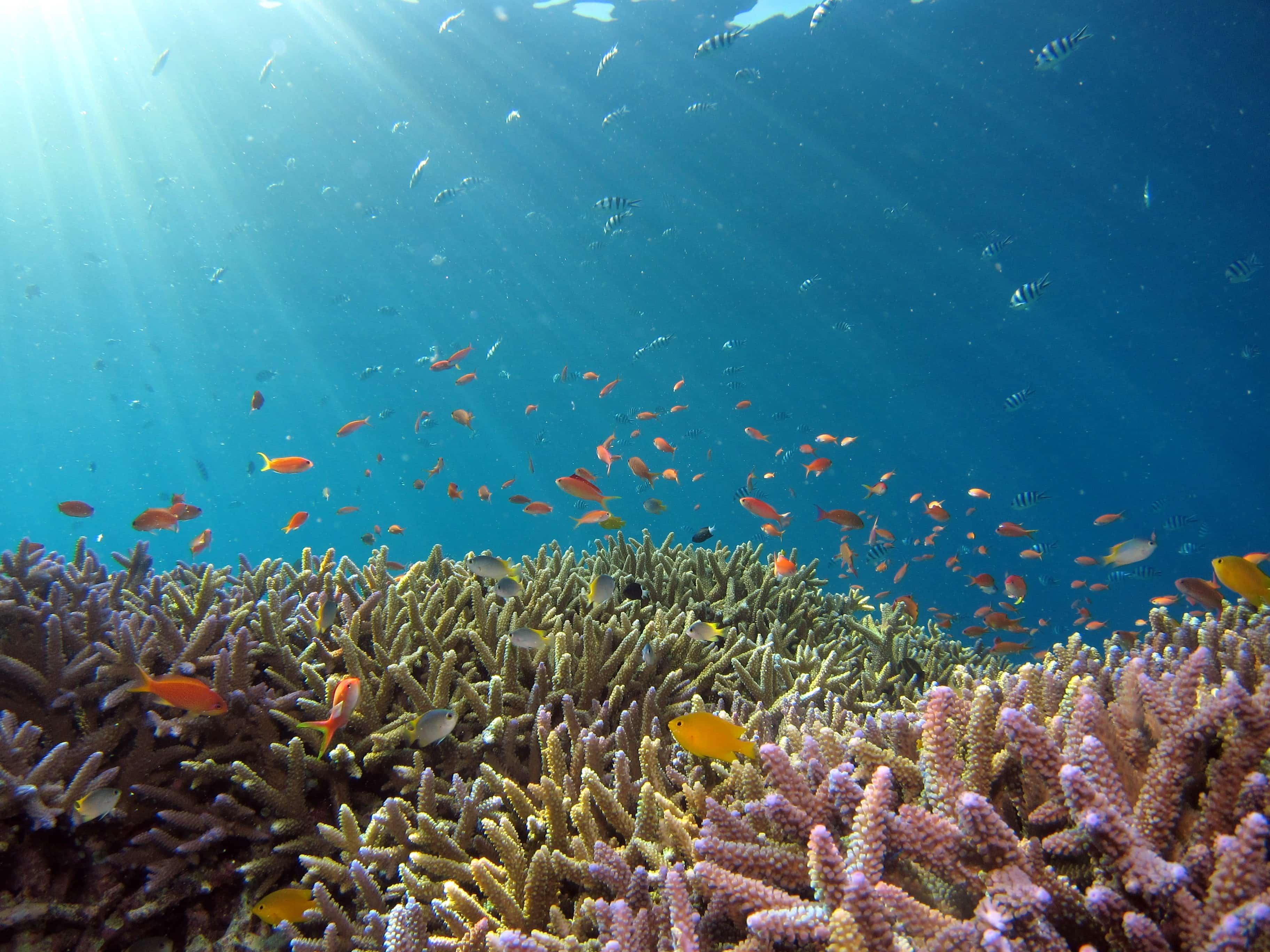 mnemba island Snorkeling