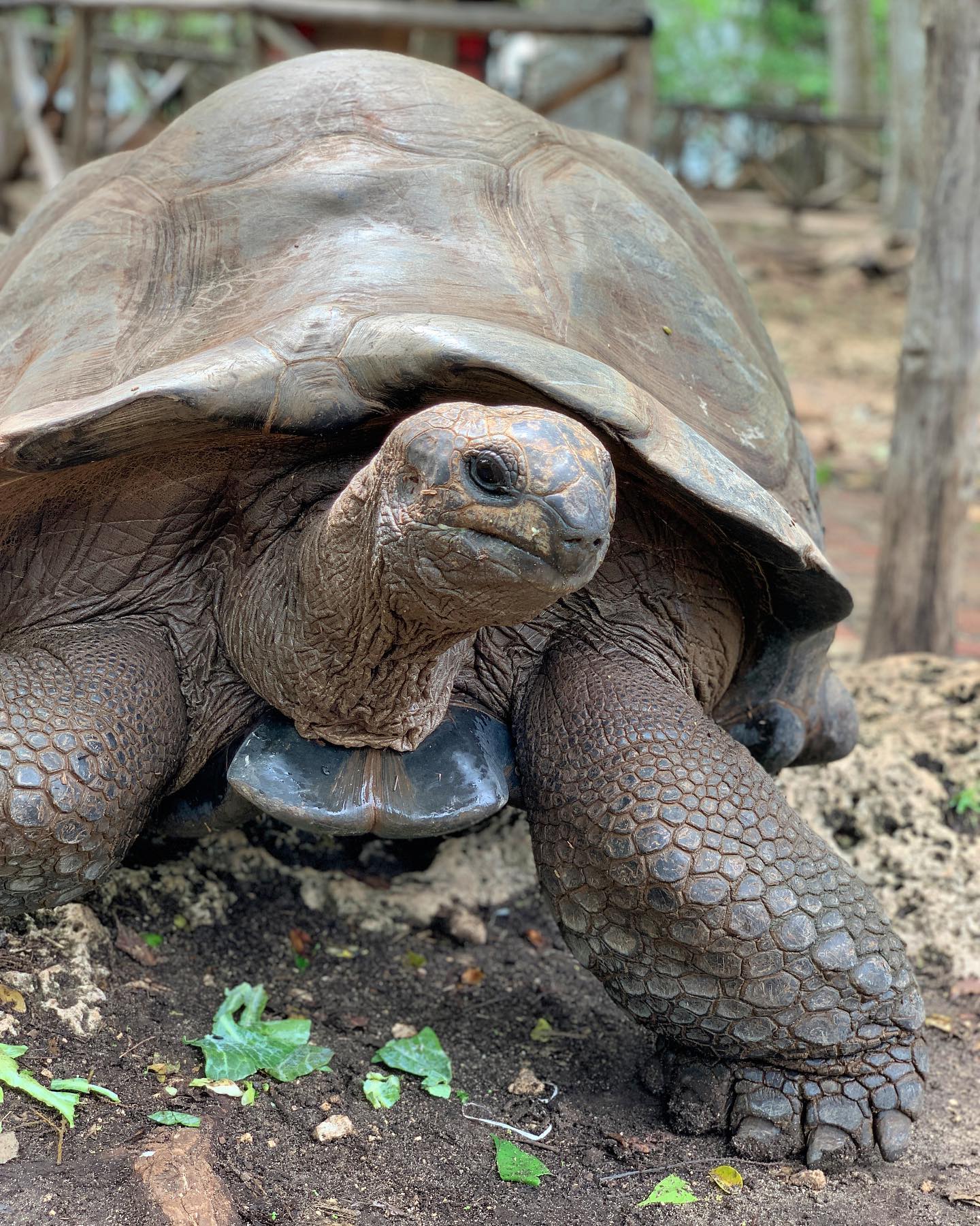 prison island turtles tour